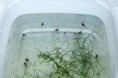 Epipedobates anthonyi